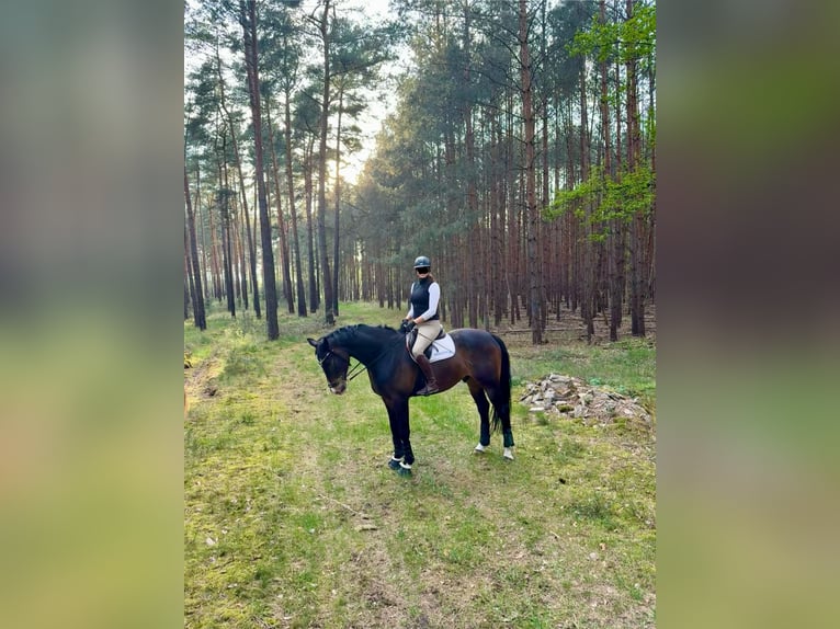 KWPN Castrone 10 Anni 178 cm  in Elsterheide