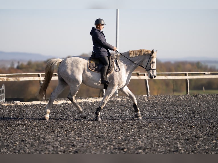 KWPN Castrone 10 Anni 178 cm Grigio trotinato in Extertal