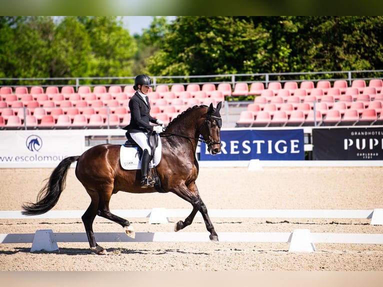 KWPN Castrone 10 Anni 179 cm Baio scuro in Eindhoven