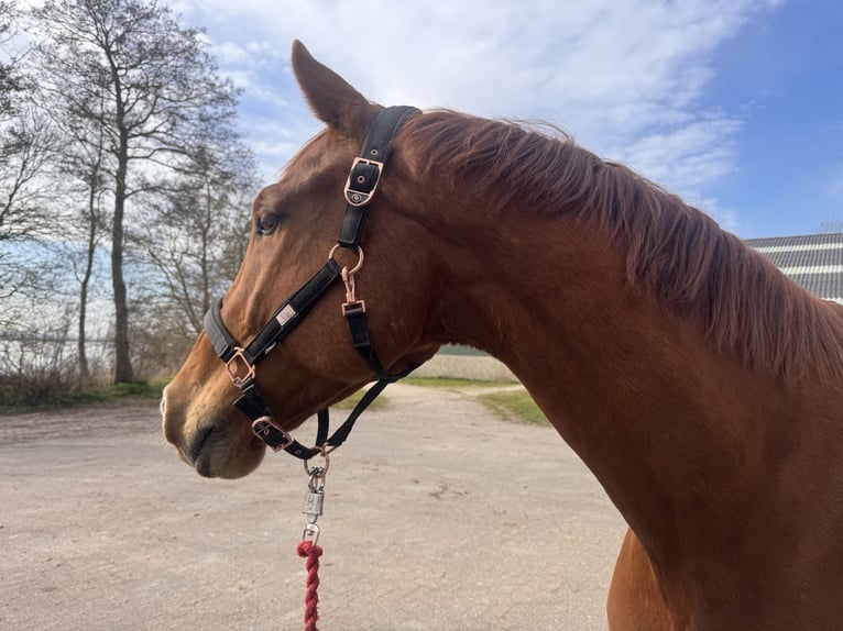 KWPN Castrone 10 Anni 181 cm Sauro in Anna Paulowna