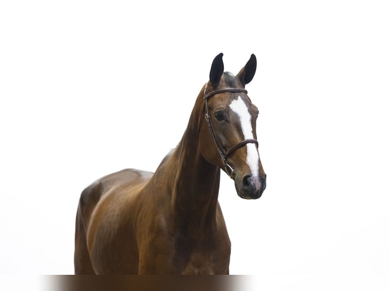 KWPN Castrone 10 Anni 182 cm Baio scuro in Waddinxveen