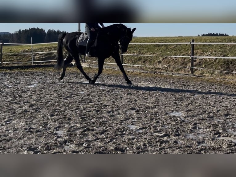 KWPN Castrone 11 Anni 157 cm Morello in Wessobrunn