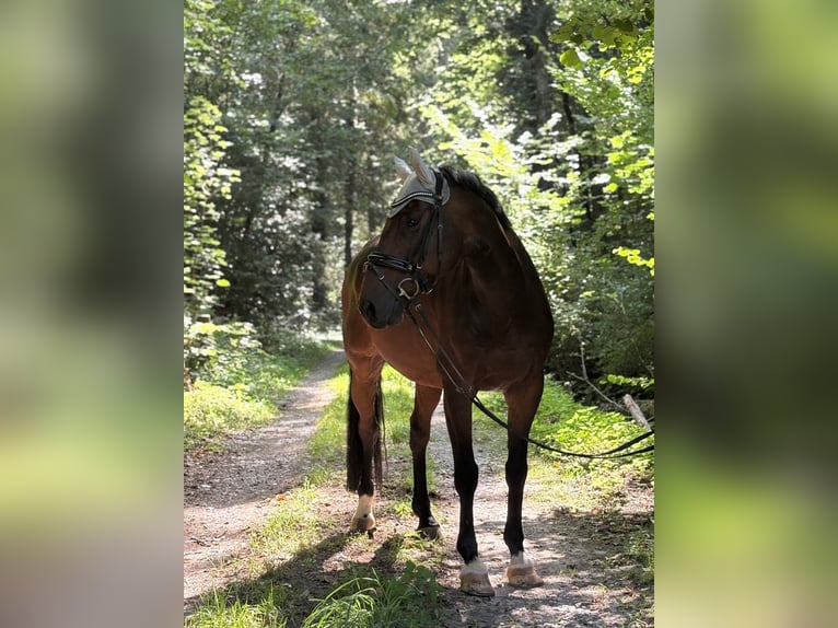 KWPN Castrone 11 Anni 163 cm Baio scuro in Haßmersheim