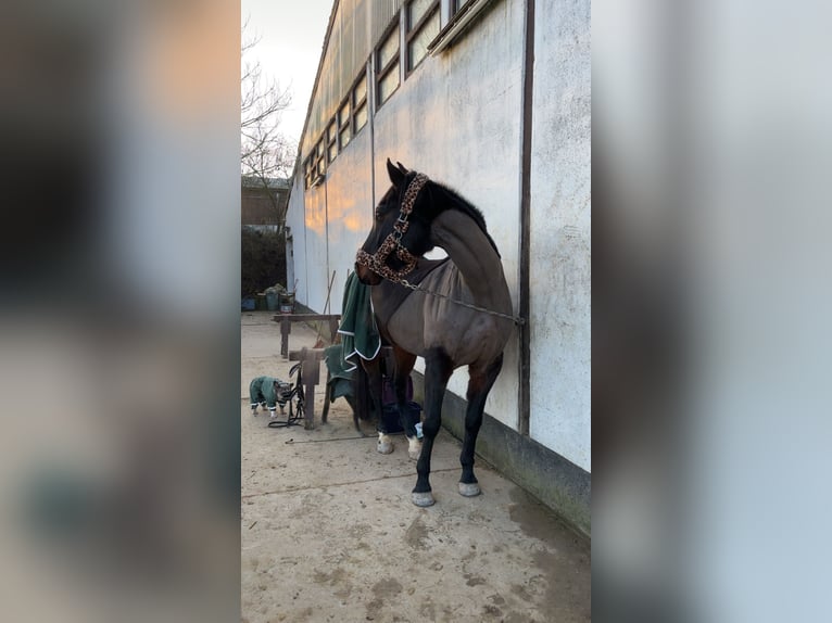 KWPN Castrone 11 Anni 164 cm Baio nero in Göttingen