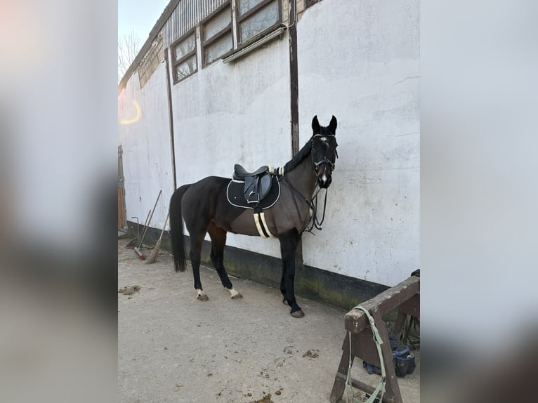 KWPN Castrone 11 Anni 164 cm Baio nero in Göttingen