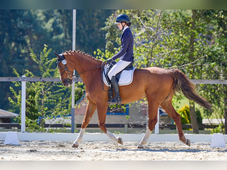 KWPN Castrone 11 Anni 164 cm Sauro in Pilsen
