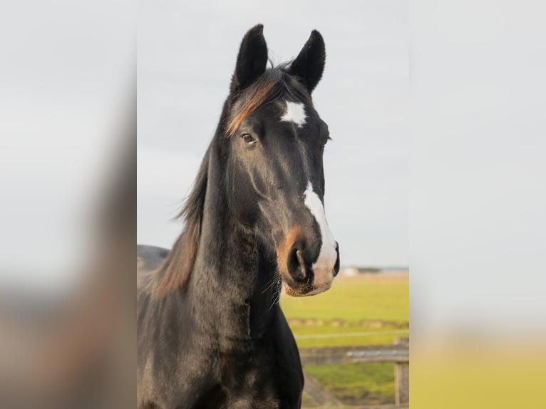 KWPN Castrone 11 Anni 165 cm Baio nero in Akersloot