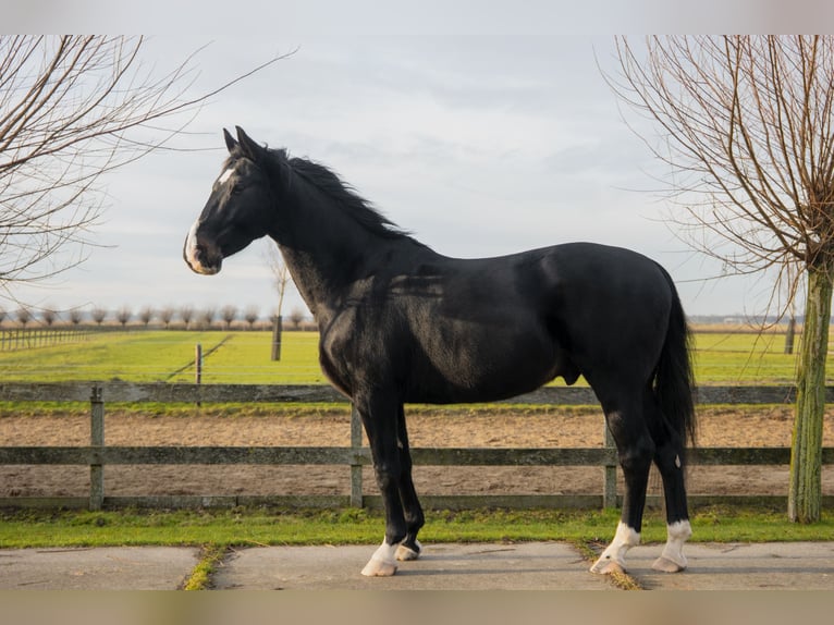 KWPN Castrone 11 Anni 165 cm Baio nero in Akersloot