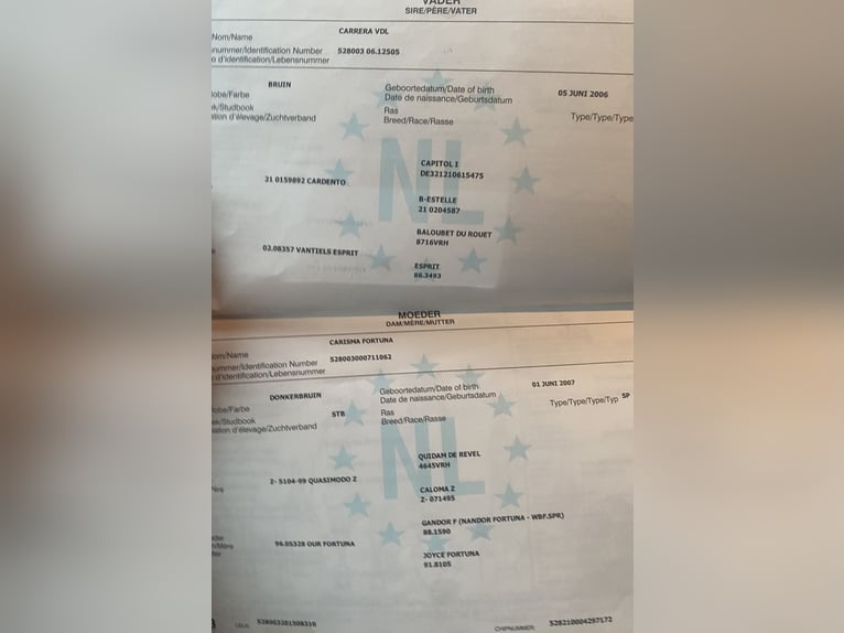 KWPN Castrone 11 Anni 165 cm Morello in Zakrzów