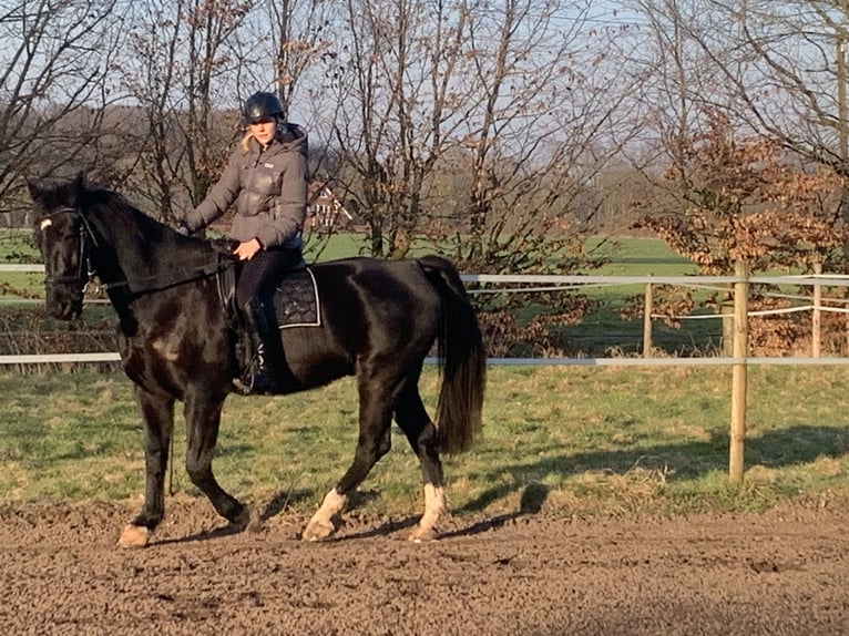 KWPN Castrone 11 Anni 165 cm Morello in Ahaus