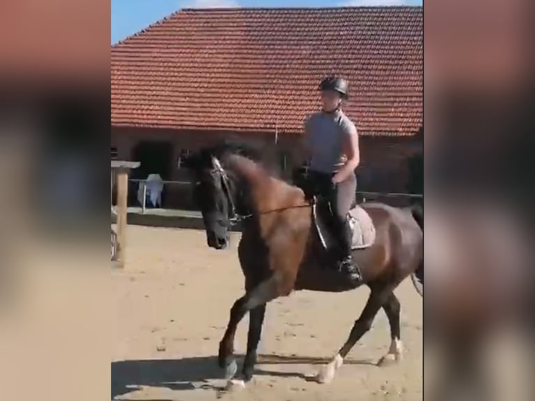 KWPN Castrone 11 Anni 165 cm Morello in Ahaus