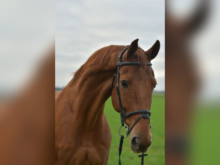 KWPN Castrone 11 Anni 165 cm Sauro in Geilenkirchen