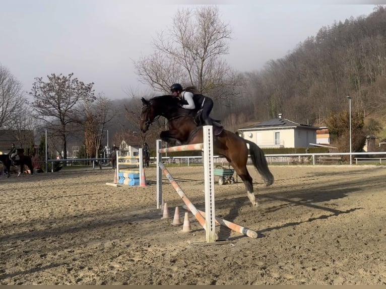 KWPN Castrone 11 Anni 166 cm Baio in Schlins