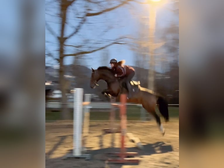 KWPN Castrone 11 Anni 166 cm Baio in Schlins