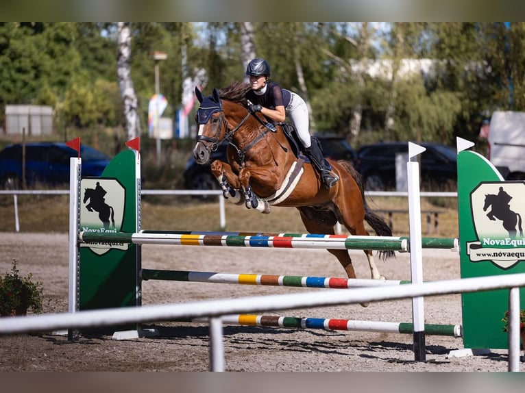 KWPN Castrone 11 Anni 166 cm Sauro in Pilsen