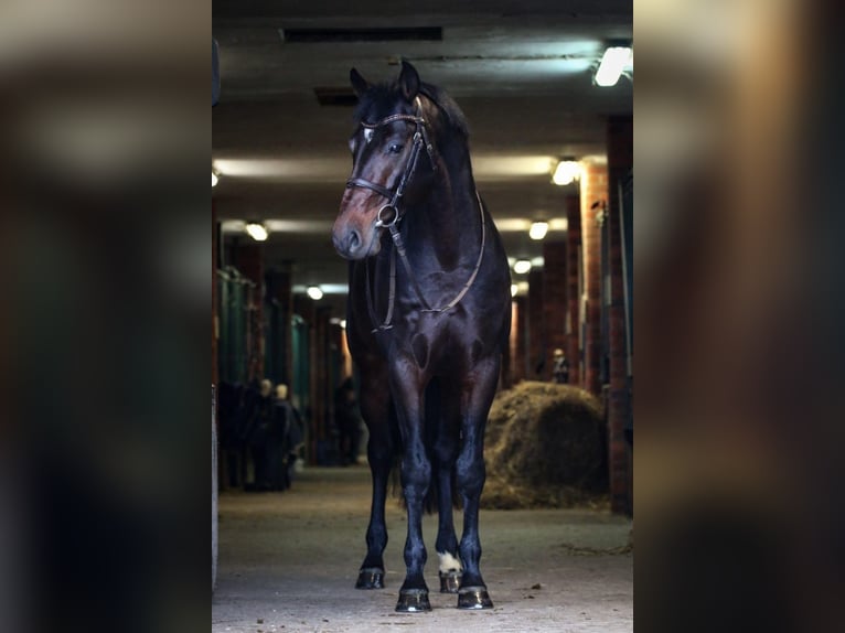 KWPN Castrone 11 Anni 167 cm Baio nero in Dębica