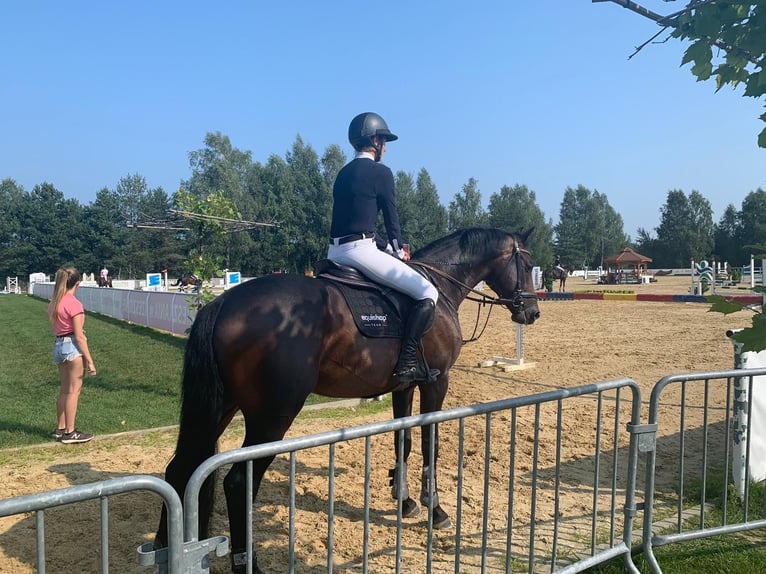 KWPN Castrone 11 Anni 167 cm Baio nero in Dębica