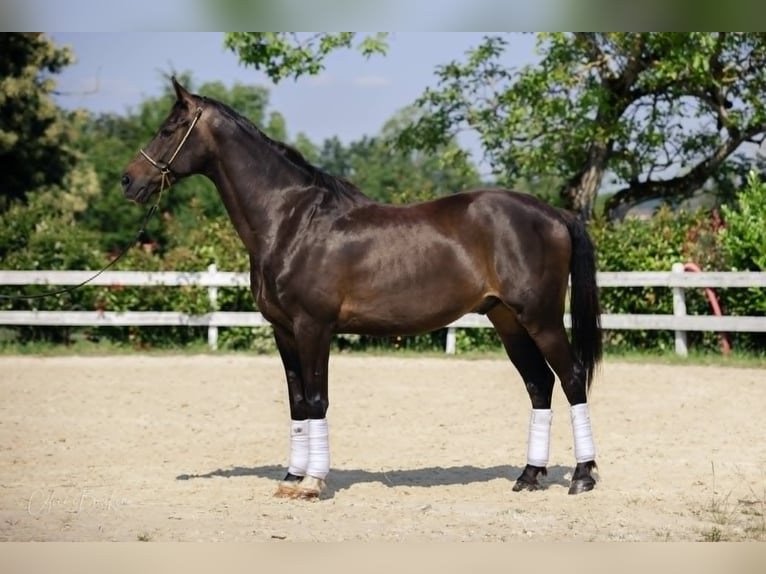 KWPN Castrone 11 Anni 167 cm Baio scuro in La Tour du Pin