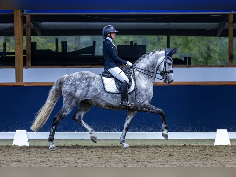 KWPN Castrone 11 Anni 167 cm Grigio in Bergen op Zoom