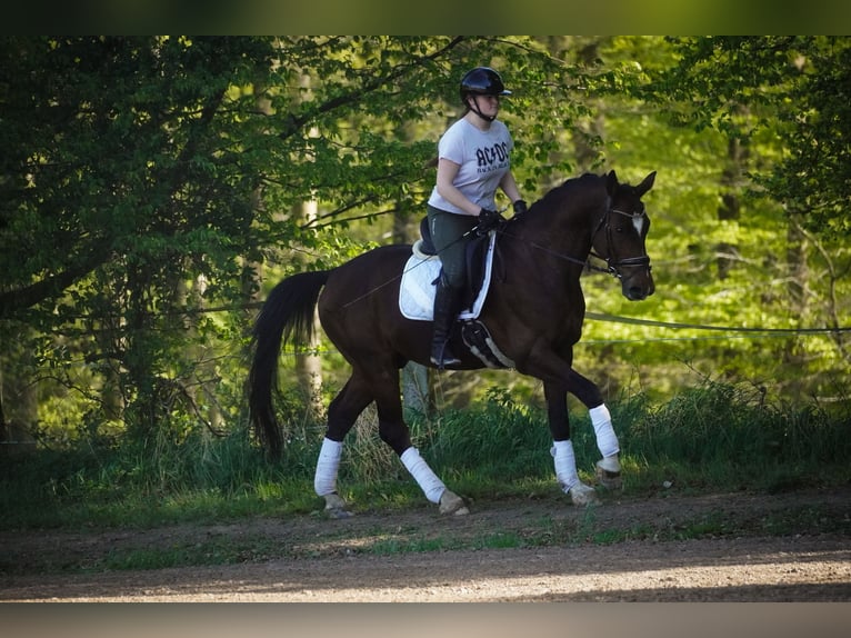 KWPN Castrone 11 Anni 168 cm Baio in Nettersheim