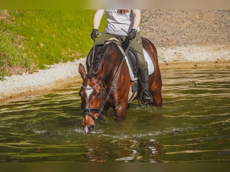 KWPN Castrone 11 Anni 168 cm Baio in Nettersheim