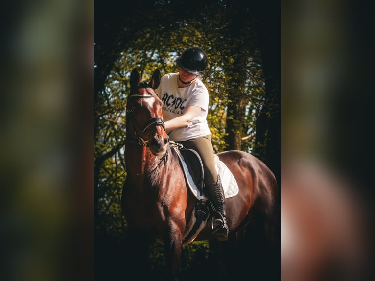 KWPN Castrone 11 Anni 168 cm Baio in Nettersheim