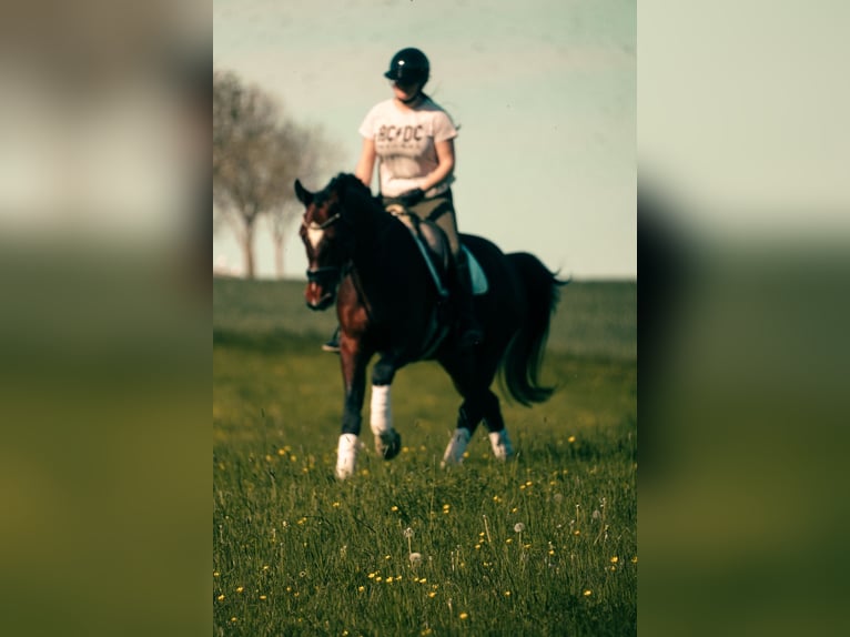 KWPN Castrone 11 Anni 168 cm Baio in Nettersheim