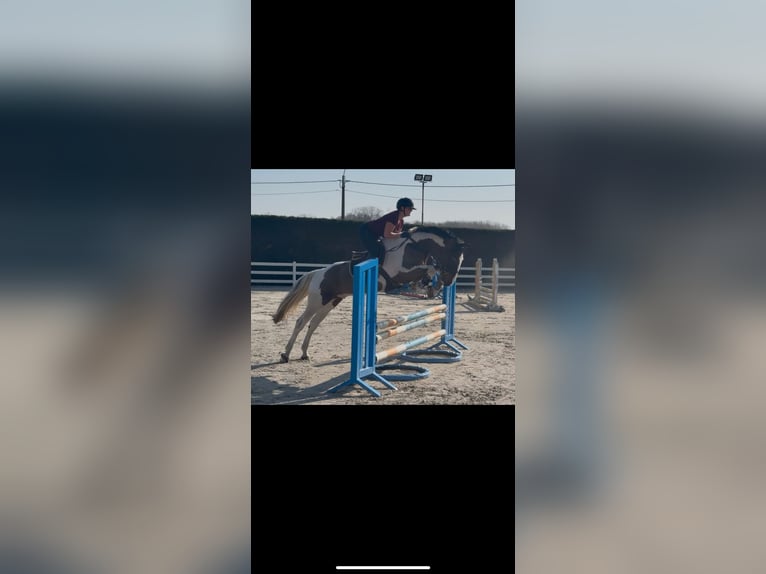 KWPN Castrone 11 Anni 168 cm Pezzato in Boom