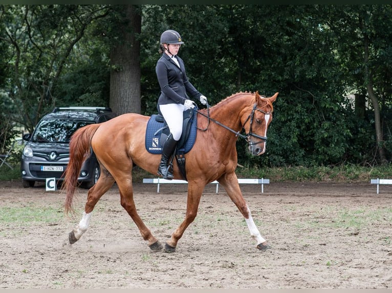 KWPN Castrone 11 Anni 168 cm Sauro in Bornem