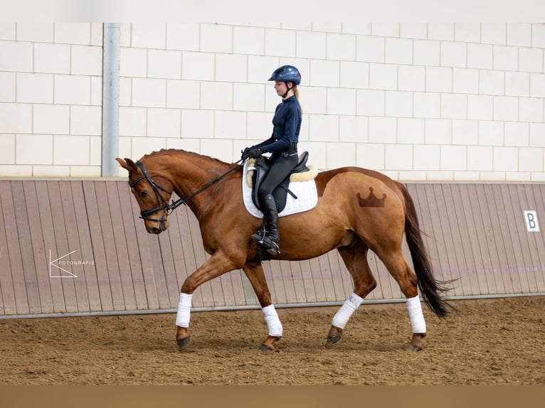 KWPN Castrone 11 Anni 169 cm Sauro in Meerbusch