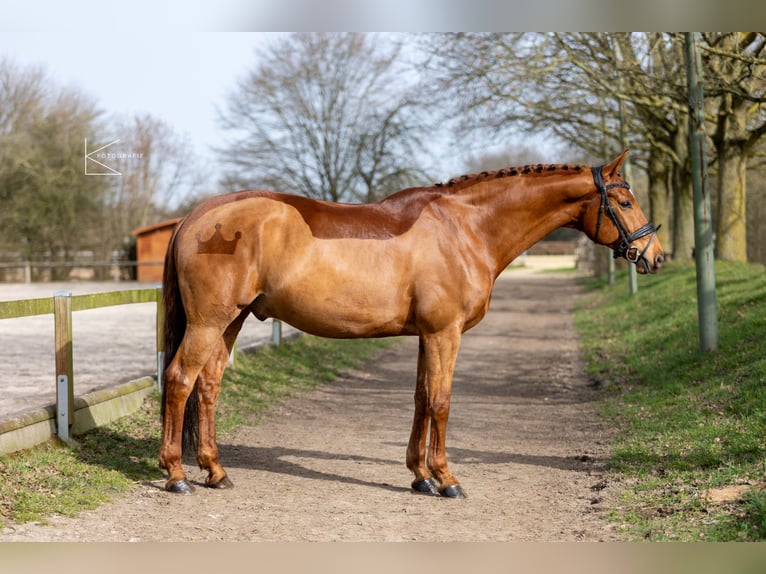 KWPN Castrone 11 Anni 169 cm Sauro in Meerbusch