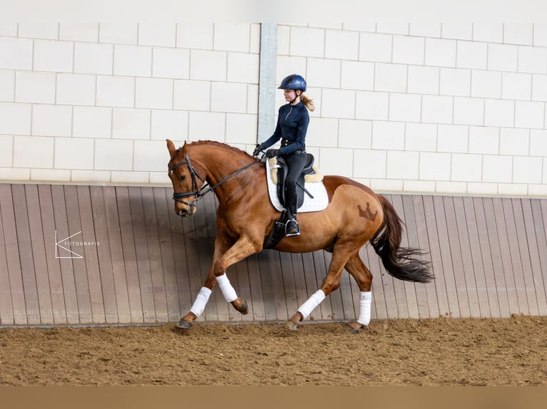 KWPN Castrone 11 Anni 169 cm Sauro in Meerbusch