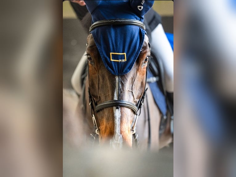 KWPN Castrone 11 Anni 170 cm Baio in Coltano
