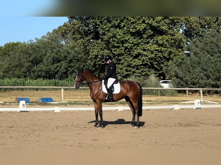KWPN Castrone 11 Anni 170 cm Baio in Coltano