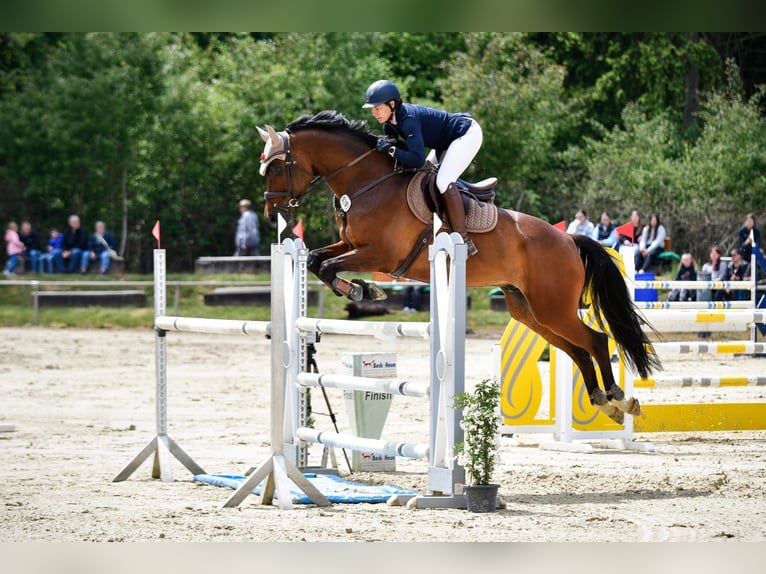 KWPN Castrone 11 Anni 170 cm Baio scuro in Gießen