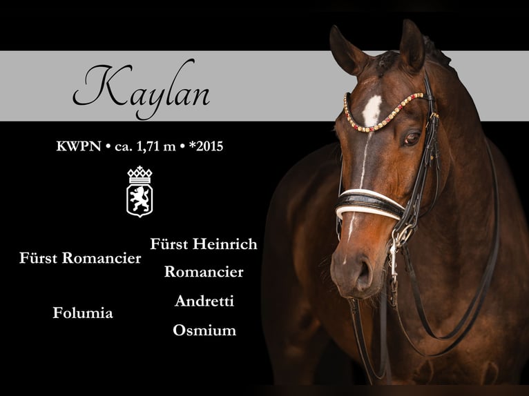 KWPN Castrone 11 Anni 171 cm Baio nero in Wehringen