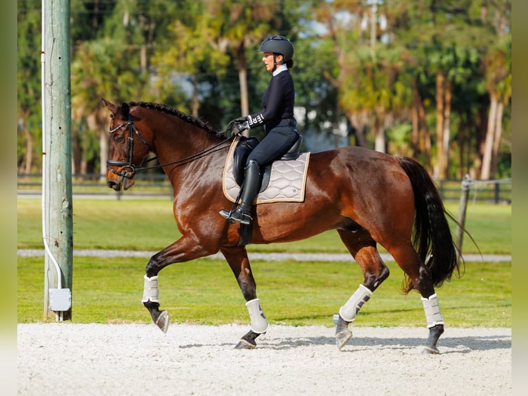 KWPN Castrone 11 Anni 173 cm Baio in Loxahatchee, FL