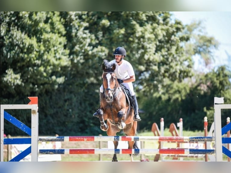 KWPN Castrone 11 Anni 173 cm Baio scuro in Weiterstadt