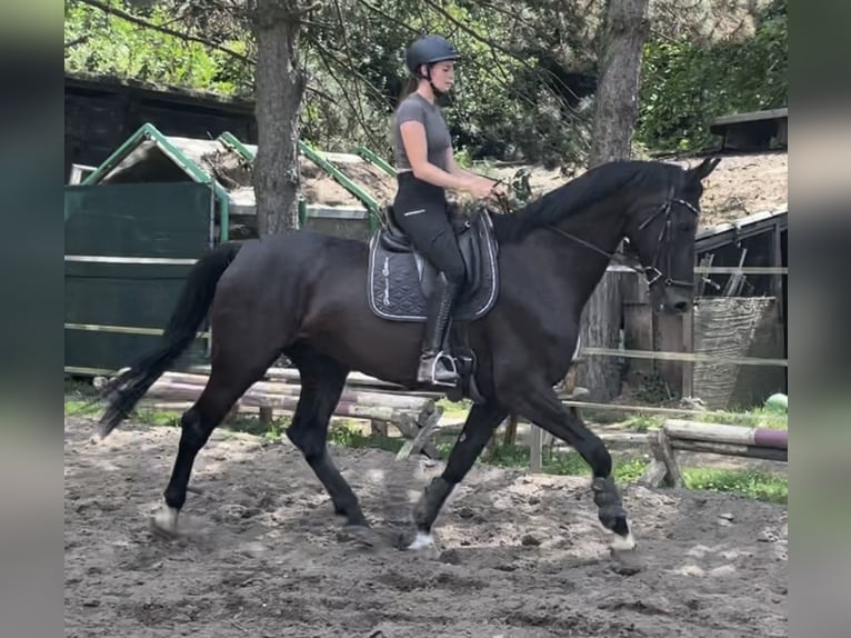 KWPN Castrone 11 Anni 173 cm Morello in Oberhausen