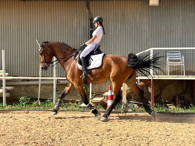 KWPN Castrone 11 Anni 174 cm Baio chiaro in Zaragoza