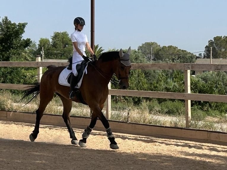 KWPN Castrone 11 Anni 174 cm Baio chiaro in Zaragoza
