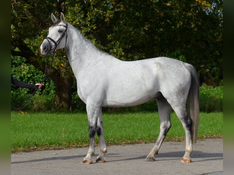 KWPN Castrone 11 Anni 175 cm Grigio pezzato in Greven
