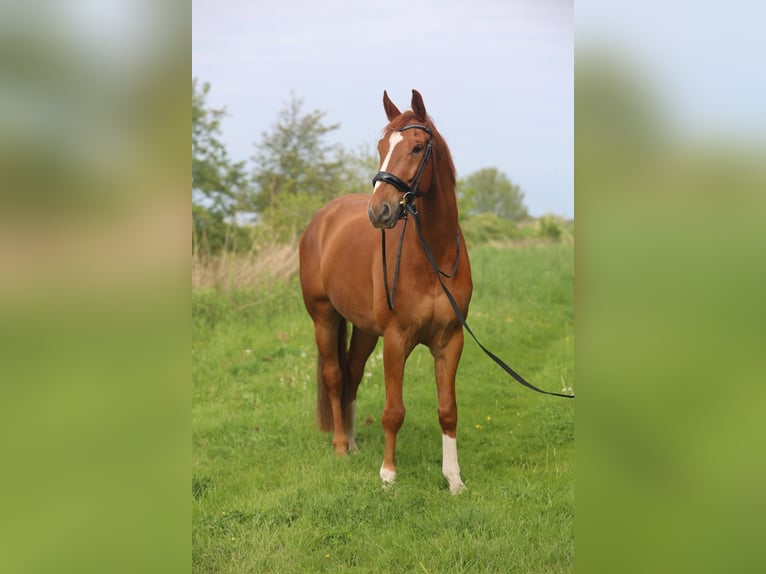 KWPN Castrone 11 Anni 175 cm Sauro in Anna Paulowna