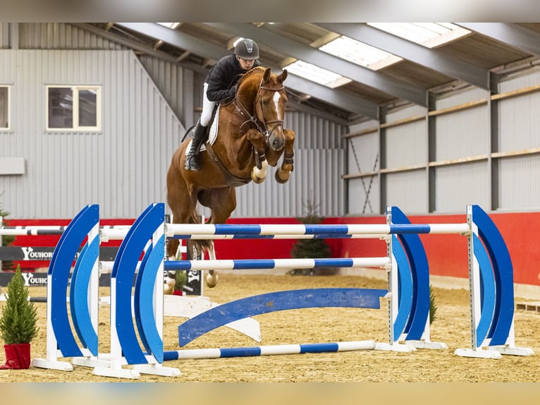 KWPN Castrone 11 Anni 177 cm in Waddinxveen