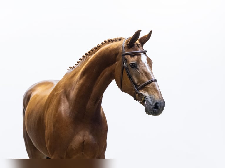 KWPN Castrone 11 Anni 177 cm in Waddinxveen