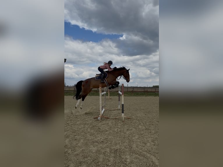 KWPN Castrone 11 Anni 178 cm Baio ciliegia in Ajka