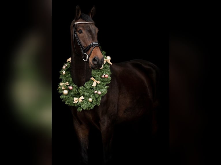 KWPN Castrone 11 Anni 178 cm Baio scuro in Zevenhoven