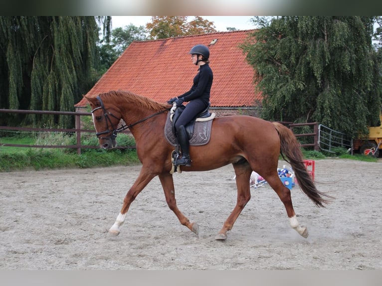 KWPN Castrone 11 Anni 178 cm Sauro in Brokdorf