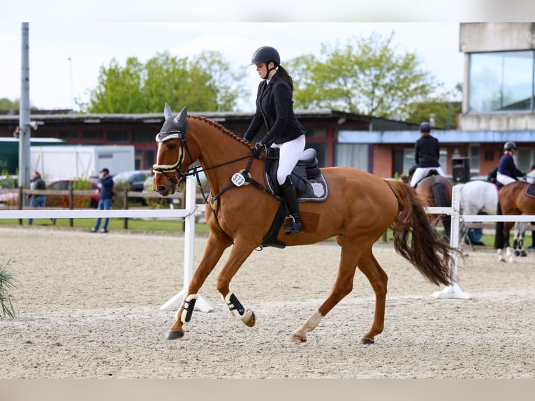 KWPN Castrone 11 Anni 178 cm Sauro in Herzhorn