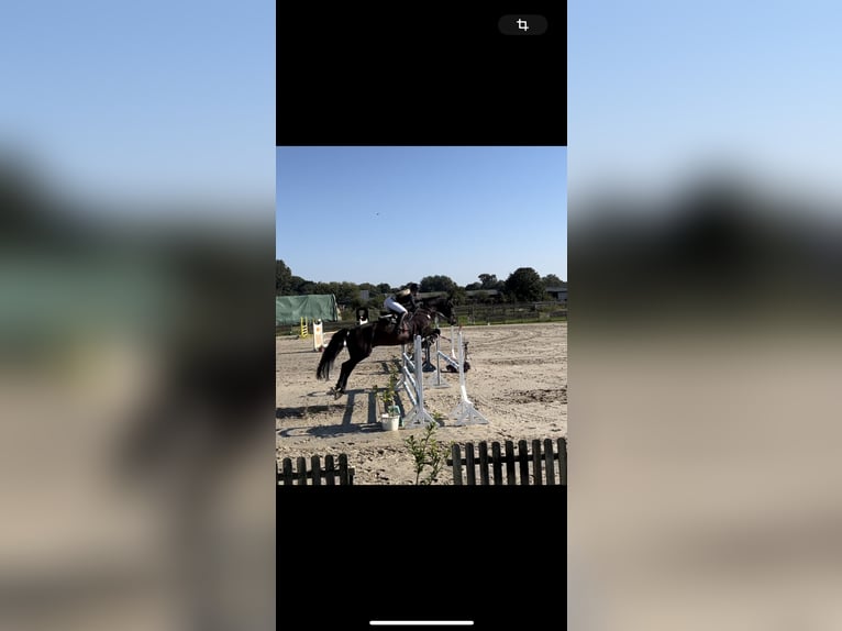 KWPN Castrone 11 Anni 180 cm Baio nero in Tönning
